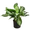 Kolbenfaden - Aglaonema 'Silverbay', Hydrokultur