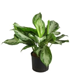 Kolbenfaden - Aglaonema 'Silverbay', Hydrokultur