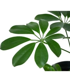 Strahlenaralie - Schefflera Arboricola Compacta 'Nora', Hydrokultur 5 Strahlenaralie - Schefflera Arboricola Compacta 'Nora', Hydrokultur -Gartenpflanzen Verkauf 8425472 WE DE 001 SCHEFFLERACOMPACTANora