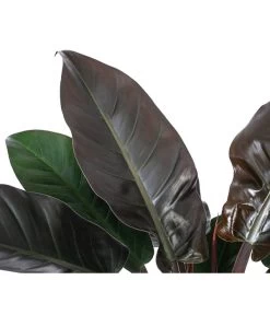 Baumfreund - Philodendron 'Imperial Red', Hydrokultur 5 Baumfreund - Philodendron 'Imperial Red', Hydrokultur -Gartenpflanzen Verkauf 8425696 WE DE 001 PHILODENDRONIMPERIALRED