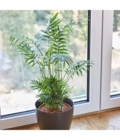 Seramis Spezialsubstrat Für Palmen, 7 L -Gartenpflanzen Verkauf 8475907 WE MO 004 SeramisPalmenGranulat7L