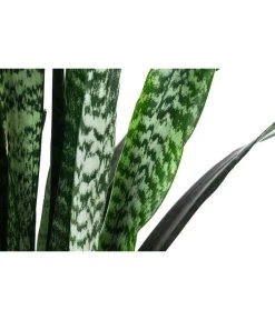 Bogenhanf - Sansevieria Zeylanica, Im Seegras-Korb 6 Bogenhanf - Sansevieria Zeylanica, Im Seegras-Korb -Gartenpflanzen Verkauf 8478737 WE DE 001 SansevieriaZeylanicaT21imKorbIgmar