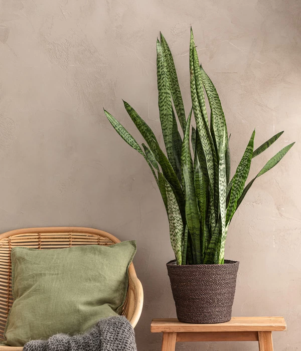Bogenhanf - Sansevieria Zeylanica, Im Seegras-Korb 2 Bogenhanf - Sansevieria Zeylanica, Im Seegras-Korb – Bild 2