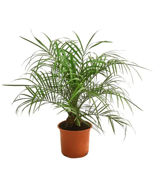 Zwergdattelpalme - Phoenix Roebelenii 1 Zwergdattelpalme - Phoenix Roebelenii