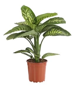 Dieffenbachie - Dieffenbachia Amoena 'Reeva'