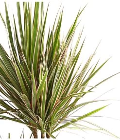Drachenbaum - Dracaena Marginata 'Bicolor' 6 Drachenbaum - Dracaena Marginata 'Bicolor' -Gartenpflanzen Verkauf 8510406 WE DE 001 DrachenbaumDracaenaMarginataBicolor3erTuffT21DehnerExpressHerzig