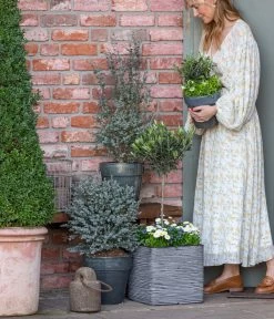 Gänseblümchen, Gefüllt 13 Gänseblümchen, Gefüllt -Gartenpflanzen Verkauf 8512238 WE MO 001 EukylaptusOlive