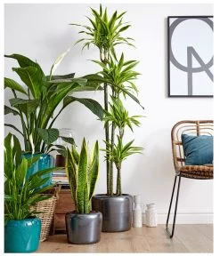 Air So Pure® Einblatt - Spathiphyllum Wallisii 'Sensation' -Gartenpflanzen Verkauf 8528184 8705881 8220550 8267775 PR MO 002 DrachenbaumDracaenaEinblattBogenhanfSauer