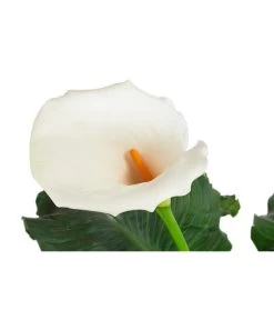 Gartenpflanzen Verkauf -Gartenpflanzen Verkauf 8533804 WE DE 001 ZantedeschiaRitaT19CallaDehnerExpressHerzig