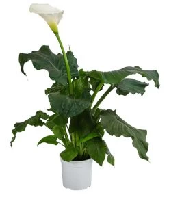 Zimmercalla - Zantedeschia Aethiopica 'Rita'