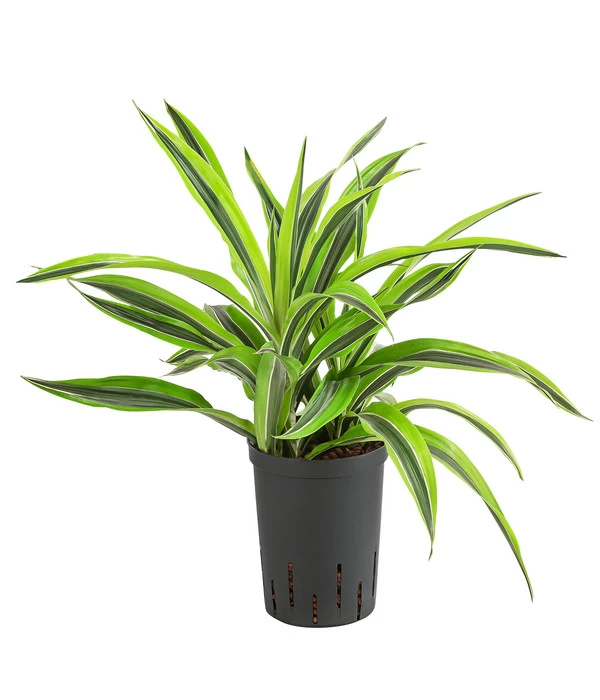 Drachenbaum - Dracaena 'Lemon Lime', Hydrokultur 1 Drachenbaum - Dracaena 'Lemon Lime', Hydrokultur