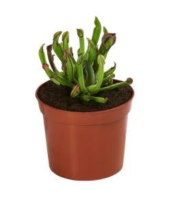 Fleischfressende Pflanzen - Raritäten-Set, 3-teilig 6 Fleischfressende Pflanzen - Raritäten-Set, 3-teilig -Gartenpflanzen Verkauf 8561623 WE FS 003 FleischfressendePflanzenRaritaeten3SetT9