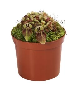 Fleischfressende Pflanzen - Raritäten-Set, 3-teilig 7 Fleischfressende Pflanzen - Raritäten-Set, 3-teilig -Gartenpflanzen Verkauf 8561623 WE FS 004 FleischfressendePflanzenRaritaeten3SetT9