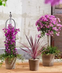 Drillingsblume, Pyramide/Spalier -Gartenpflanzen Verkauf 8583684 8684482 WE MO 003 KuebelpflanzenBougainvilleaCordyline