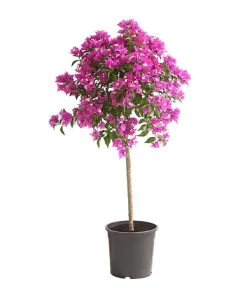 Drillingsblume, Stämmchen