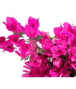 Drillingsblume 'Renate', Spalier 5 Drillingsblume 'Renate', Spalier -Gartenpflanzen Verkauf 8583858 WE DE 001 BougainvilleRenatePyramideT23