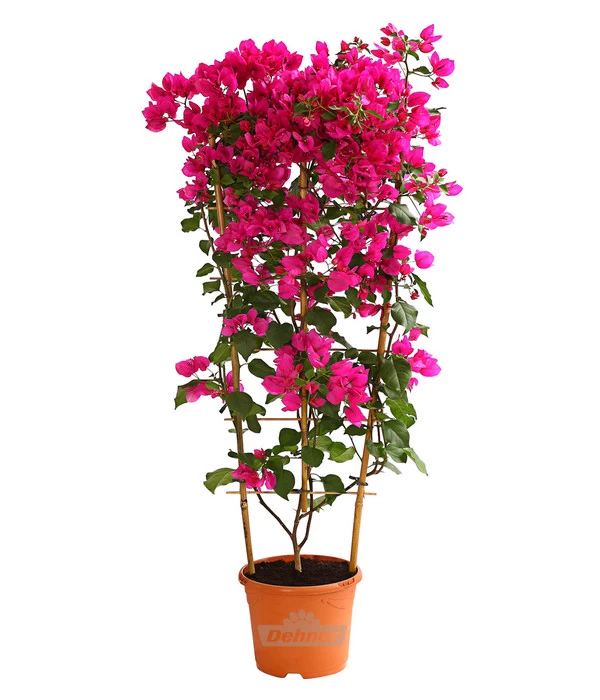 Drillingsblume 'Renate', Spalier 1 Drillingsblume 'Renate', Spalier