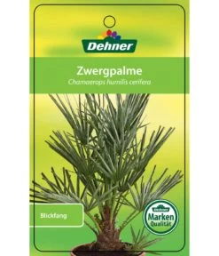 Blaue Zwergpalme -Gartenpflanzen Verkauf 8584401 Chamaeropshumiliscerifera 15112016 1
