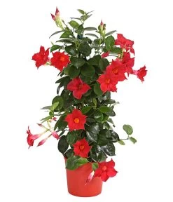 Dipladenie, Pyramide