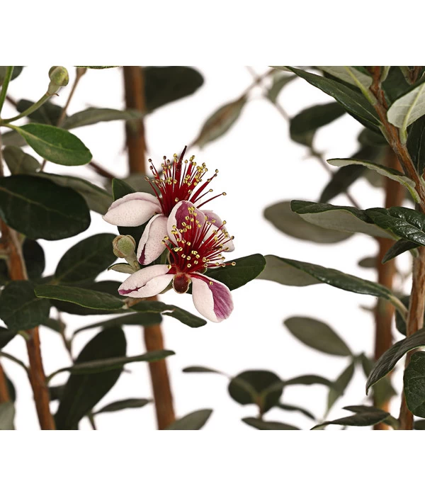 Brasilianische Guave 2 Brasilianische Guave – Bild 2