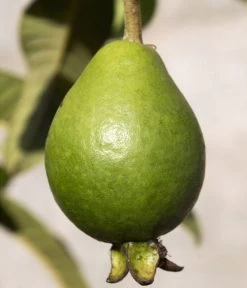 Brasilianische Guave 7 Brasilianische Guave -Gartenpflanzen Verkauf 8586158 WE DE 002 BrasilianischeGuaveFrucht