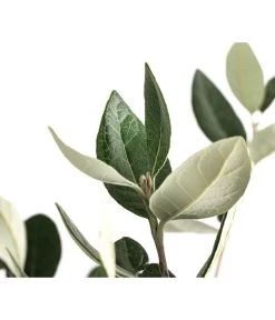 Brasilianische Guave 6 Brasilianische Guave -Gartenpflanzen Verkauf 8586158 WE DE 002 FeijoaSelowianaBuschT24BrasilianischeGuave