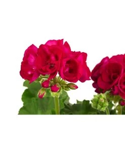 Geranie, Stämmchen, Verschiedene Farben -Gartenpflanzen Verkauf 8587818 WE DE 001 GeraniePelargoniumStammMixT17