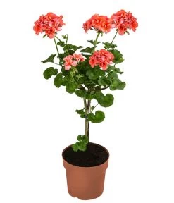 Geranie, Stämmchen, Verschiedene Farben -Gartenpflanzen Verkauf 8587818 WE FS 002 GeraniePelargoniumStammMixT17