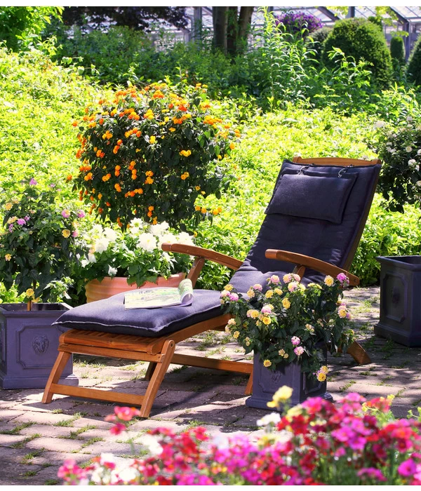 Wandelröschen, Busch 2 Wandelröschen, Busch – Bild 2