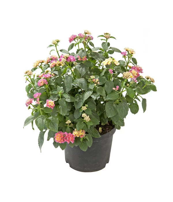 Wandelröschen, Busch 1 Wandelröschen, Busch