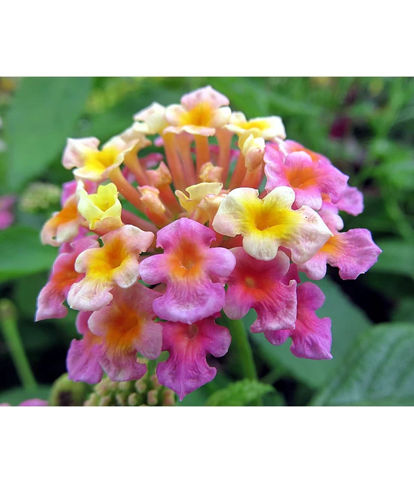 Wandelröschen, Busch 5 Wandelröschen, Busch – Bild 5