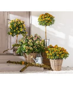 Wandelröschen, Busch 7 Wandelröschen, Busch -Gartenpflanzen Verkauf 8589392 WE MO 001 Lantanen