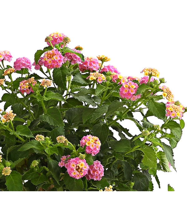 Wandelröschen, Stämmchen 5 Wandelröschen, Stämmchen – Bild 5