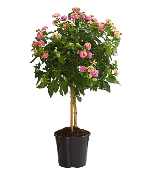 Wandelröschen, Stämmchen 1 Wandelröschen, Stämmchen