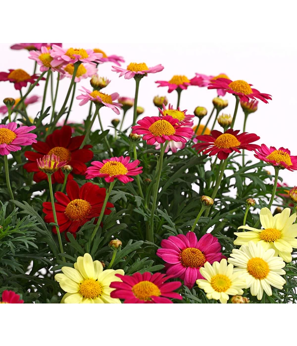 Margeriten-Trio 2 Margeriten-Trio – Bild 2