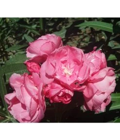 Oleander, Gefüllt 5 Oleander, Gefüllt -Gartenpflanzen Verkauf 8590358 BlueteGefuellterRosaValenciaPlant
