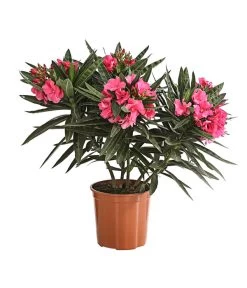 Oleander, Gefüllt
