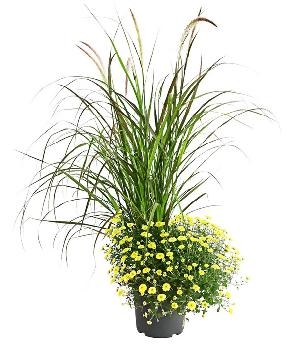 Herbst-Chrysantheme Mit Ziergras 1 Herbst-Chrysantheme Mit Ziergras