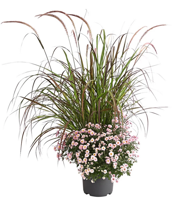 Herbst-Chrysantheme Mit Ziergras 2 Herbst-Chrysantheme Mit Ziergras – Bild 2