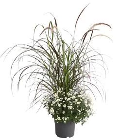 Herbst-Chrysantheme Mit Ziergras 10 Herbst-Chrysantheme Mit Ziergras -Gartenpflanzen Verkauf 8594269 PR FS 003 ChrysanthemumMultifloraMitPennisetumRubrumT25OWDehnerExpressHerzig