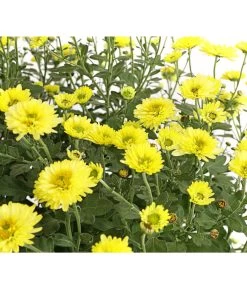 Herbst-Chrysantheme Mit Ziergras 11 Herbst-Chrysantheme Mit Ziergras -Gartenpflanzen Verkauf 8594269 WE DE 001 ChrysanthemumMultifloraMitPennisetumRubrum25DehnerExpressHerzig