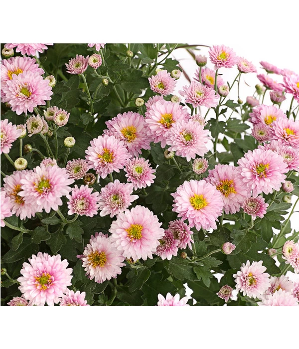 Herbst-Chrysantheme Mit Ziergras 5 Herbst-Chrysantheme Mit Ziergras – Bild 5