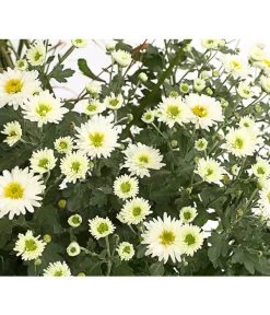 Herbst-Chrysantheme Mit Ziergras 13 Herbst-Chrysantheme Mit Ziergras -Gartenpflanzen Verkauf 8594269 WE DE 003 ChrysanthemumMultifloraMitPennisetumRubrum25DehnerExpressHerzig