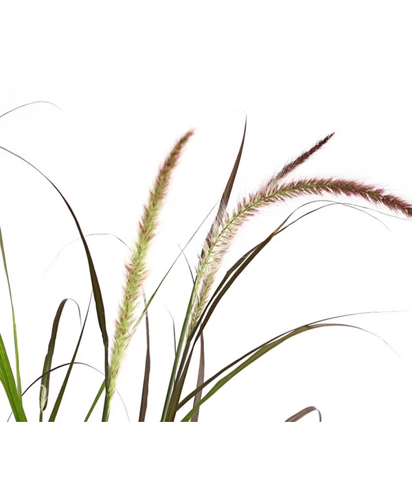 Herbst-Chrysantheme Mit Ziergras 7 Herbst-Chrysantheme Mit Ziergras – Bild 7