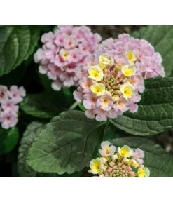 Wandelröschen, Busch 8 Wandelröschen, Busch -Gartenpflanzen Verkauf 8595910 8589418 8589426 8589392 LantanaWandelroeschenUveSauer