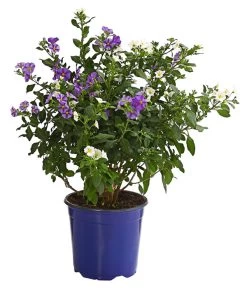 Enzianstrauch-Duo, Busch