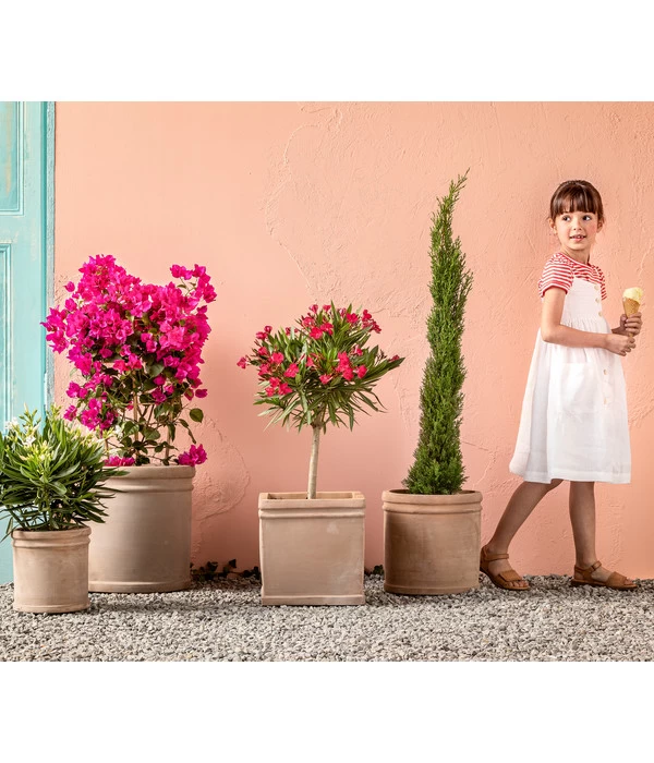 Drillingsblume 'Renate', Spalier 2 Drillingsblume 'Renate', Spalier – Bild 2