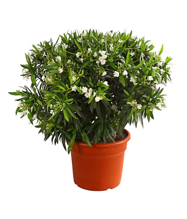 XXL Oleander, Verschiedene Sorten, Ca. 130-150 Cm 2 XXL Oleander, Verschiedene Sorten, Ca. 130-150 Cm – Bild 2