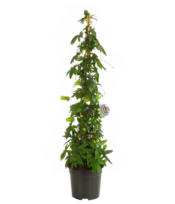 Passionsblume, Pyramide 2 Passionsblume, Pyramide – Bild 2