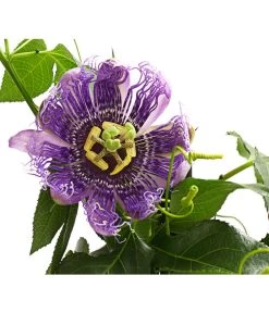 Passionsblume, Pyramide 6 Passionsblume, Pyramide -Gartenpflanzen Verkauf 8597122 WE DE 001 PassifloraVerschiedeneSortenT19OWDehnerExpressHerzig